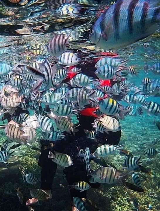 PULAU REDANG -ALHA HOLIDAY