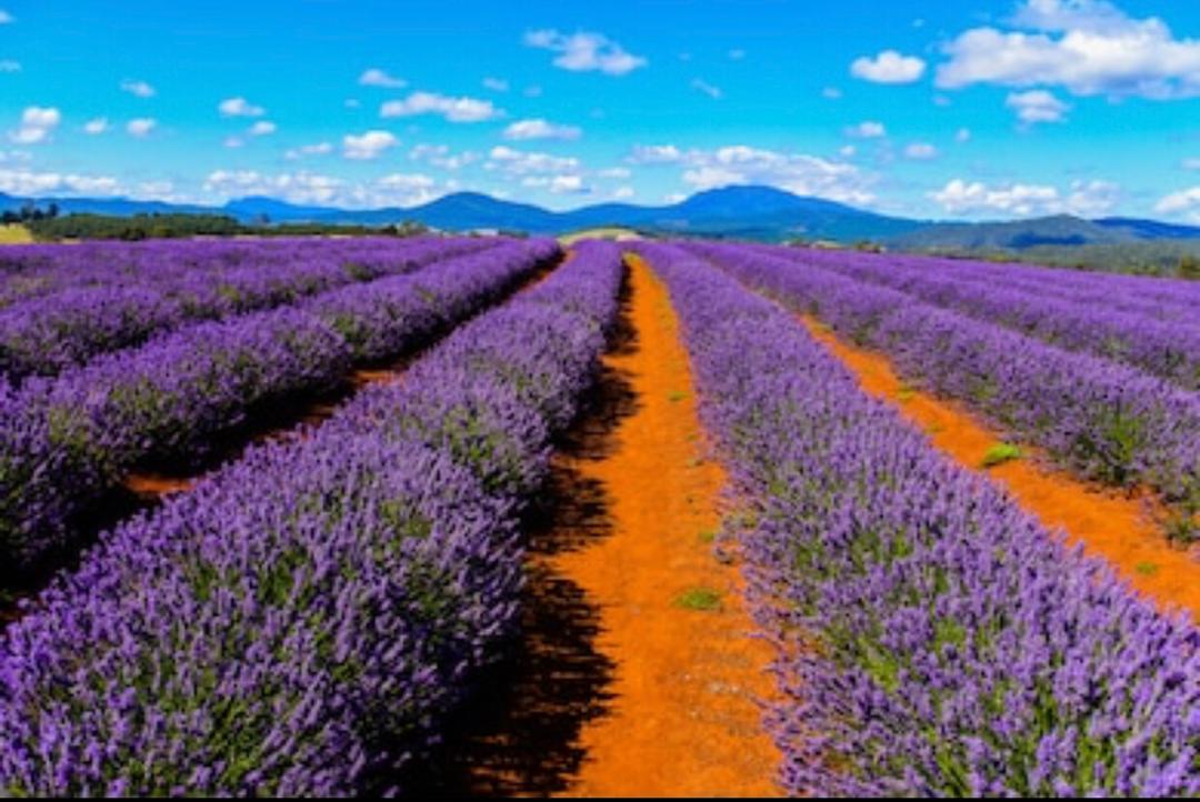 PULAU TASMANIA AUSTRALIA